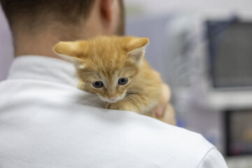A compassionate veterinarian gently holds a small homeless kitten providing comfort and care The gentle interaction with the kitten highlights the importance of animal welfare and veterinary support.