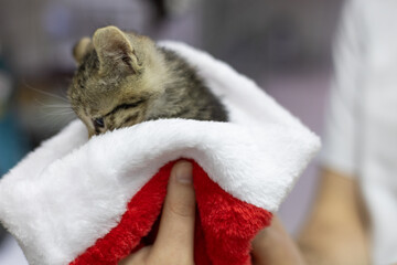 A veterinarian holds an adorable little kitten nestled in a festive Christmas hat, creating a touching scene of animal care during the holiday season. Caring for a homeless kitten.