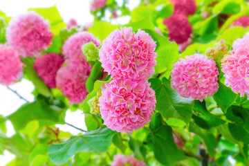 Dombeya Wallichii Pink Flowers with Lush Green Foliage