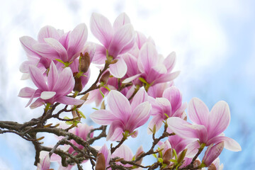 Fototapeta premium Magnolia blossom at the background of the sky. Spring concept