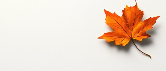 A leaf is on a white background
