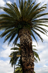 Palmenkrone