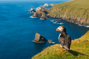 Atlantic or common puffin (Fratercula arctica) on the cliffs, Hermaness, Unst, Shetland Islands