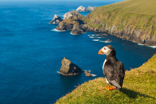 Atlantic or common puffin (Fratercula arctica) on the cliffs, Hermaness, Unst, Shetland Islands