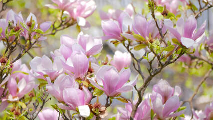 Magnolia Soulangeana blossom background wallpaper. Spring concept