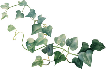 ivy vine watercolor painting isolated on transparent background.