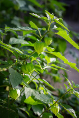 Ground cherry green gooseberry lantern plant growing in the garden in the morning sun