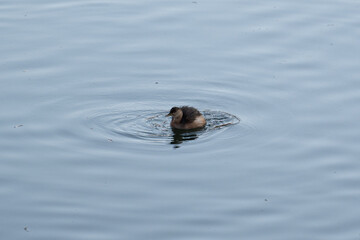 New Zealand Grebe looking for foods