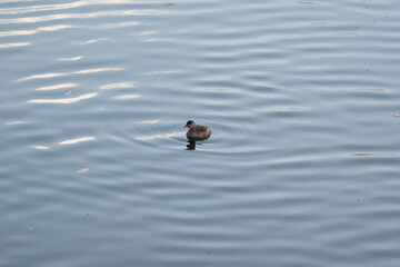 New Zealand Grebe looking for foods