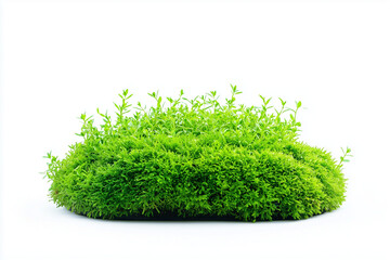 Selective focus tiny moss on the rock isolated on white background.