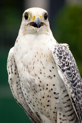 Closeup portrait of a white falcon
