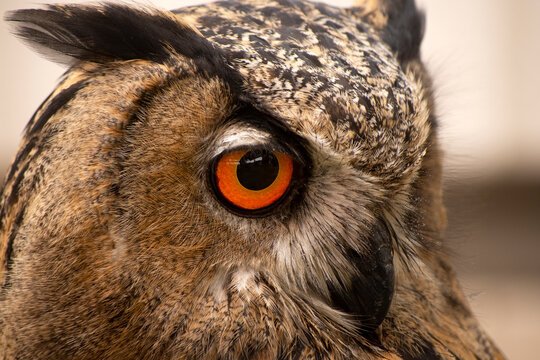 Large owl's eye closeup