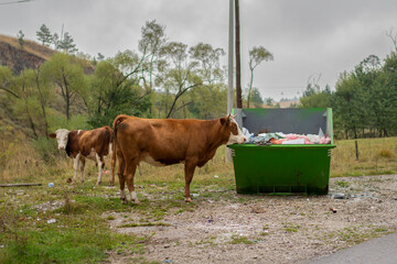 Cow and calf by the dumpster, eating in a polluted environment