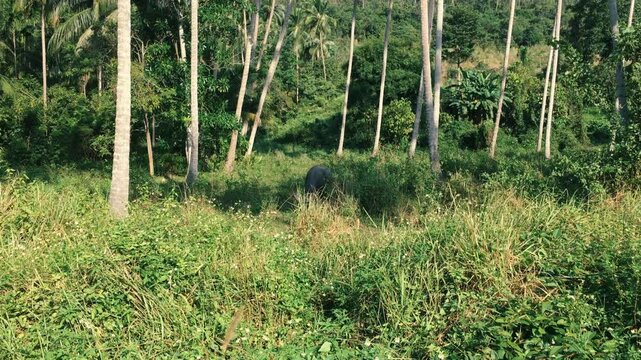 A buffalo stands in the middle of the jungle and eats grass