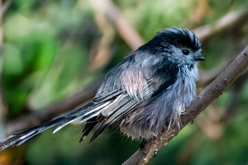 Obraz premium Un codibugnolo (Aegithalos caudatus) si asciuga le piume appollaiata su un ramo dopo essersi bagnata in una pozzanghera.