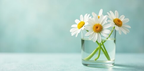 A square glass cup contains a bouquet of white chamomile flowers submerged in clear water, nature, elegance