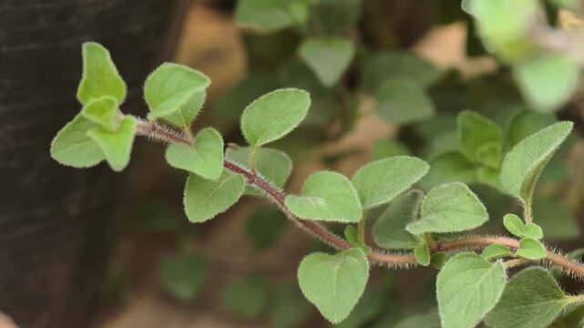 oregano plant herb close up detail outdoors