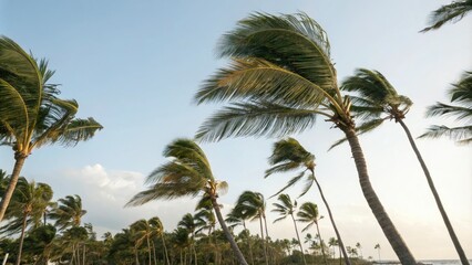Obraz premium Swaying palm fronds in gentle tropical breeze, palm tree, foliage, wind, lush