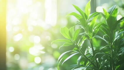 Sunlight Illuminating Lush Greenery: A Serene Garden Oasis