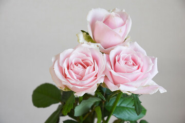 ピンクの薔薇