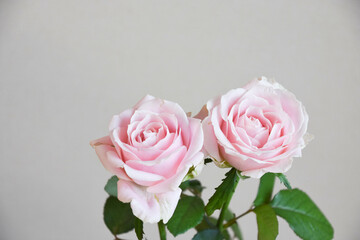 ピンクの薔薇