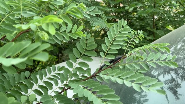Abandoned old car overgrown around with young locust trees thickets