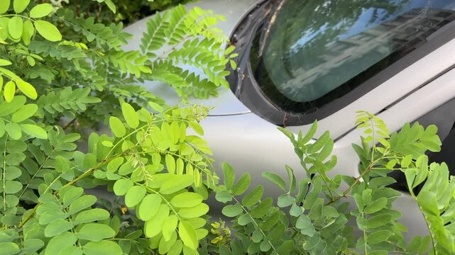 Abandoned old car overgrown around with young locust trees thickets