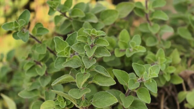 oregano plant herb close up detail outdoors