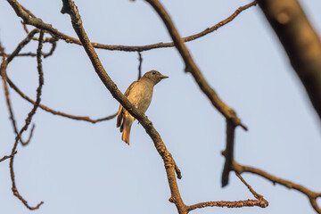 Rusty-tailed flycatcher (Ficedula ruficauda) at Lion Safari Park, Rabindra Sarobar, Kolkata, West Bengal, India