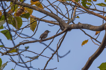 Rusty-tailed flycatcher (Ficedula ruficauda) at Lion Safari Park, Rabindra Sarobar, Kolkata, West Bengal, India