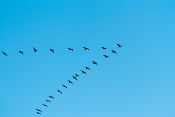 a flock of migratory birds in the sky