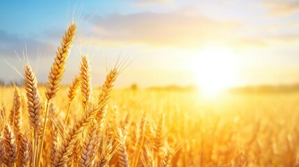 Naklejka premium A golden wheat field basking in the warm glow of the sunrise, showcasing nature's beauty and agricultural abundance.