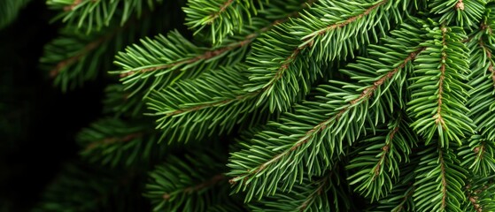 Fototapeta premium A close-up view of a pine tree branch with vibrant green needles.