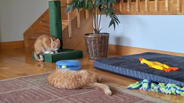 House cats influenced by catnip 