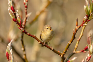 Chiffchaff singing on a branch close up in the summer