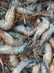  A vibrant pile of fresh giant river prawns (Macrobrachium rosenbergii), also known as freshwater prawns, emphasizing their natural colors and forms.