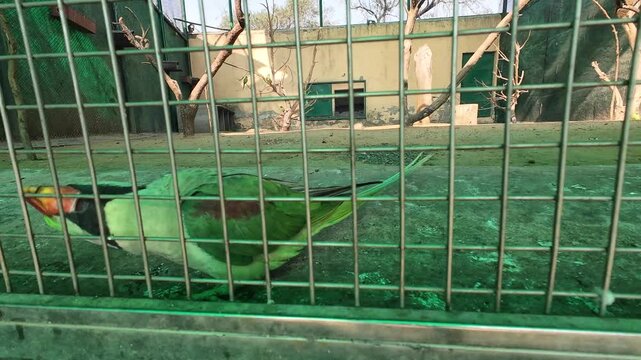 An Alexanderine parakeet exploring its cage at the zoo, showcasing its vibrant green feathers and playful demeanor