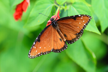 butterfly on leaf