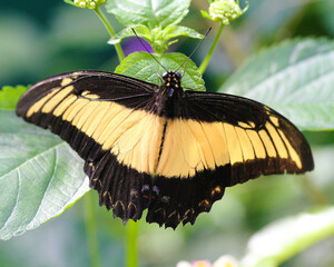 Butterflies