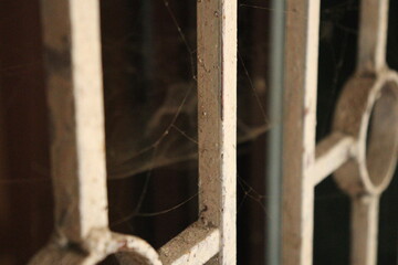 spider web on the window