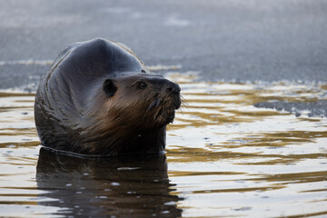 Fototapeta premium Canadian beaver Castor canadensis standing in water at morning light