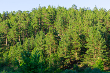 A lush green forest with trees of various sizes