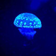 blue spotted jellyfish swimming in the sea