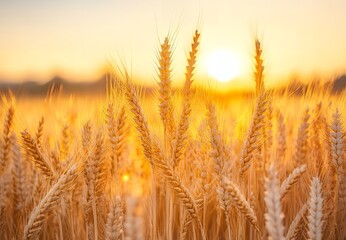 Fototapeta premium Golden Wheat Field at Sunset Beautiful Harvest Scene with Ripe Grain