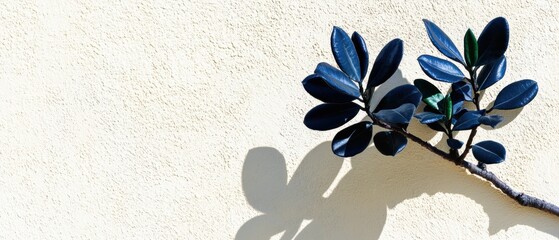 A plant with dark blue leaves on a white wall.