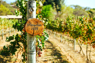 2019 Marselan Grapevines at Villa Triarca Winery Brasilia Brazil