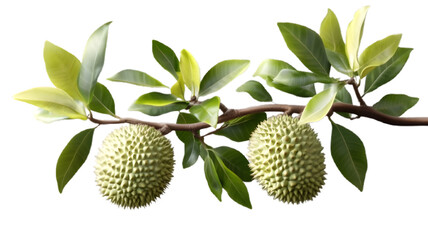 Durian and branches, fruits in the tropical region