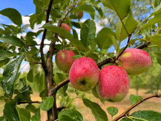 Red apples on tree in fruit orchard