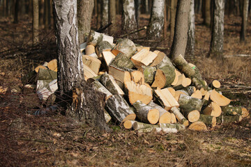 ein Haufen Brennholz für den Eigenbedarf liegt im Wald