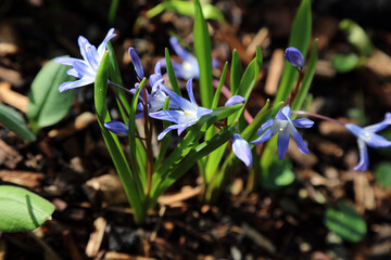 Closeup of sunlit Forbes Squill flowers, Derbyshire England
